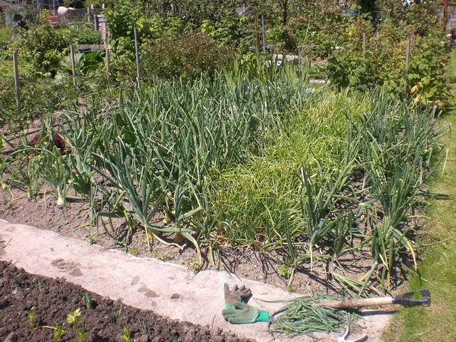 Innovation Begins at the Shed: Why Allotments Are Britain's Best R&D Department