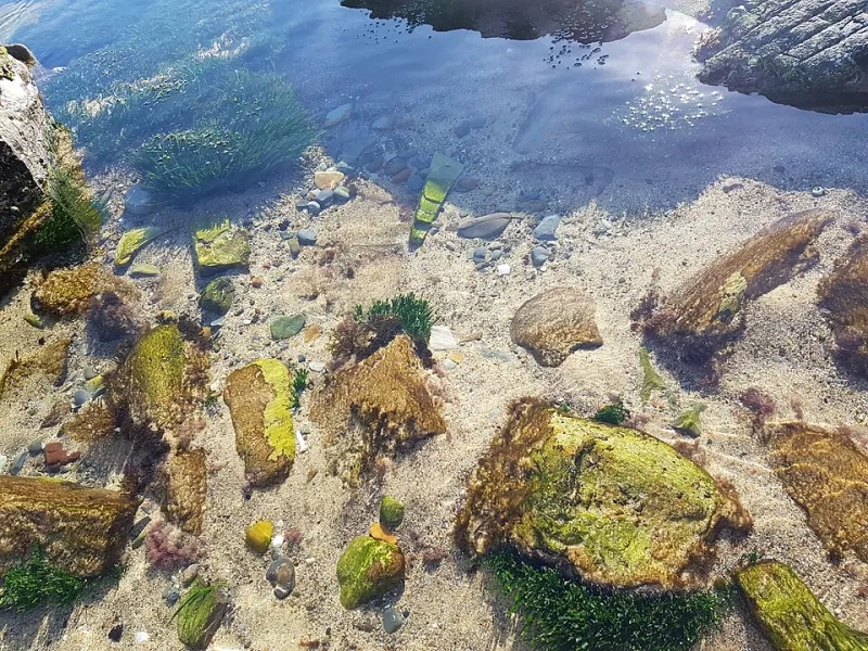 Salt on Their Sleeves: The Shoreline Watchers Who Made Rockpools Speak